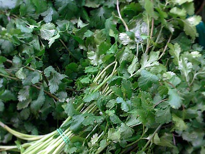  Herb on Cilantro   Man S Oldest Herb A Must Have Ingredient In Vietnamese Pho